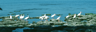 white ibis