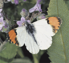 sara orangetip