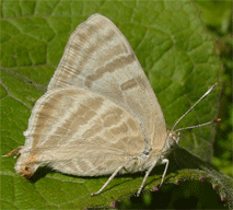 Creamy Stripe-streak