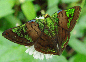 Caria mantinea