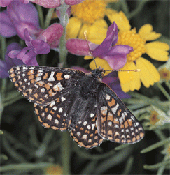 Variable Checkerspot