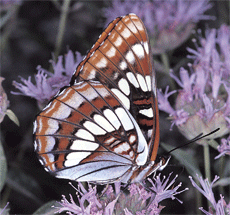 lorquin's admiral