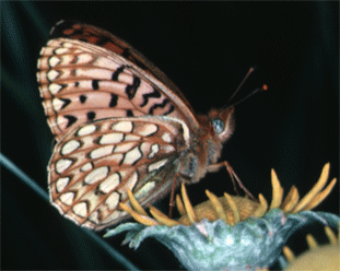 Arizona Mormon Fritillary